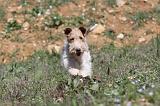 FOX TERRIER 148